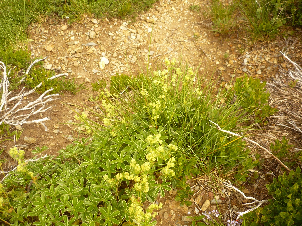 Alchemilla transiens (Rosaceae)